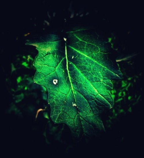 pixelbloom